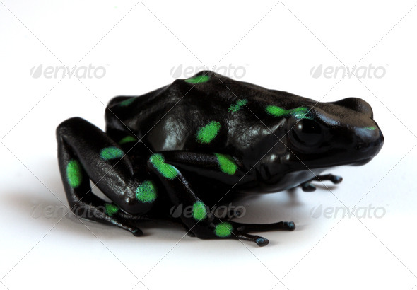 Poison Dart Frog - Stock Photo - Images