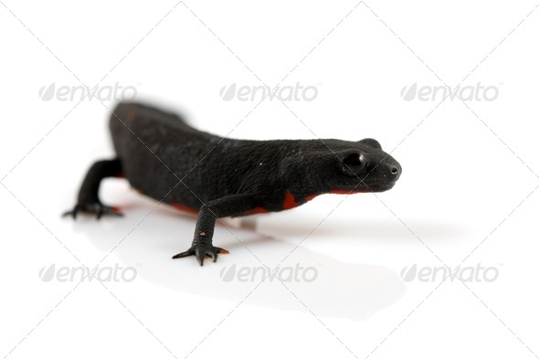 Fire Belly Newt - Stock Photo - Images