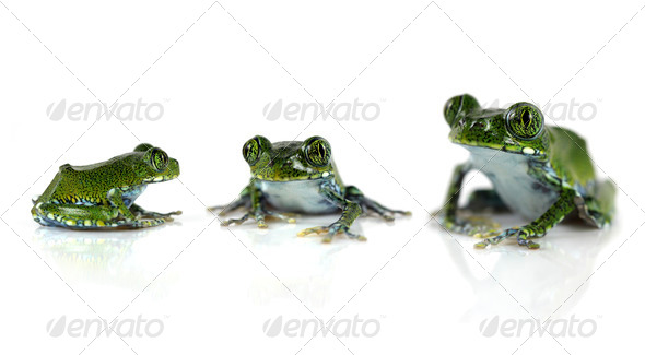 Peacock Tree Frogs - Stock Photo - Images