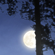 Moonrise Over the Woods - VideoHive Item for Sale