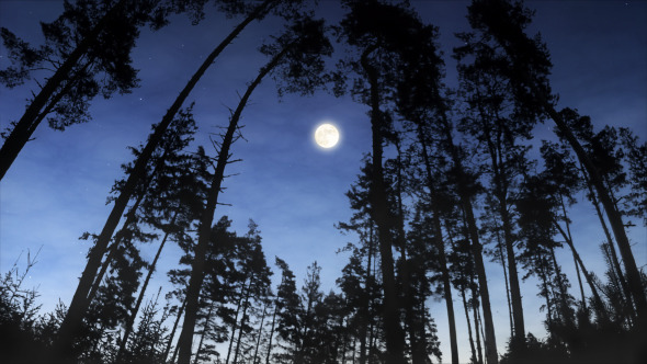 Moonrise Over the Woods