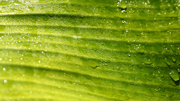 Green Leaf In Nature 11