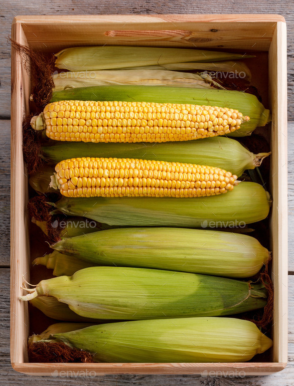 Corn cobs - Stock Photo - Images