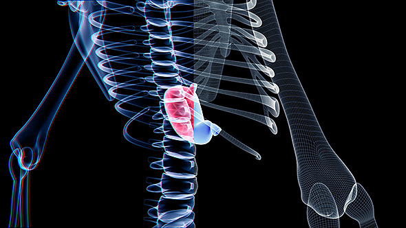 Stomach And Skeleton 2