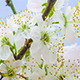 Wild Plum Flower Blossoming 1 - VideoHive Item for Sale