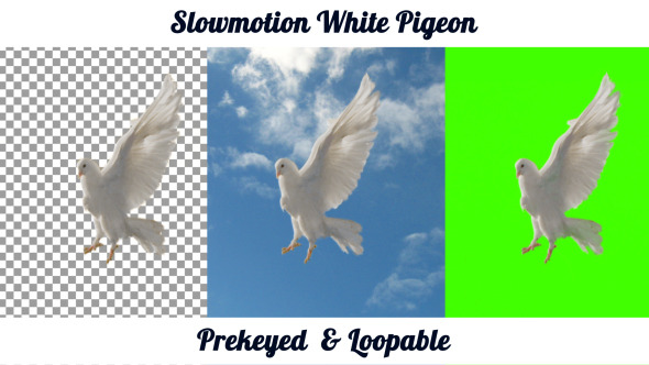 Slowmotion White Pigeon