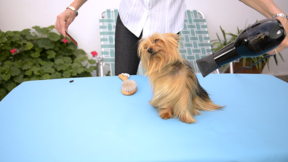 Blow Drying A Yorkshire Dog By Yio Videohive