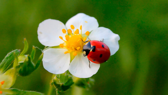 ladybugs on flowers