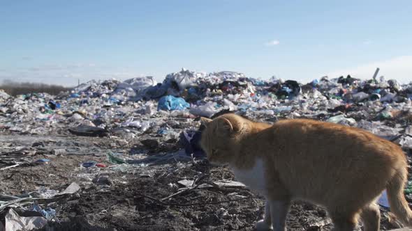 Сat Walks in Garbage Dump Looking for Food, an Environmental Protection Concept