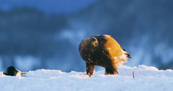 Golden Eagle Eats on a Dead Animal in the Mountains at Winter alt
