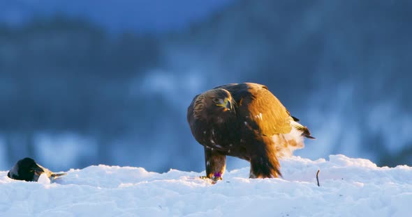 Golden Eagle Eats on a Dead Animal in the Mountains at Winter