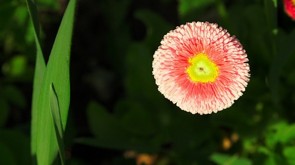 Pink Flower in Green Grass