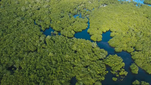 Mangrove Forest in Asia alt