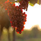 Vineyard at Sunset - VideoHive Item for Sale