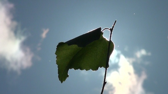 Green Leaf Rowan