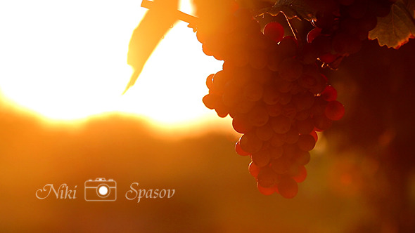 Red Grape at Sunset