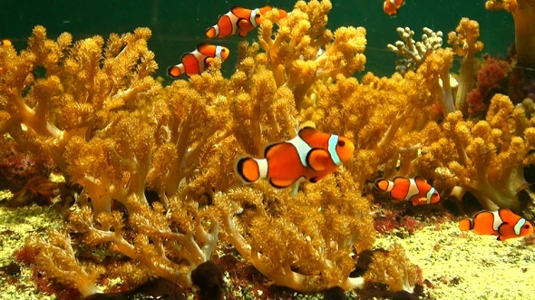 Clown Fish in Water