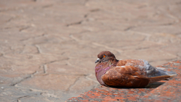 Pigeons In The City 1 alt