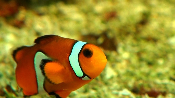 Clown Fish in Water 2