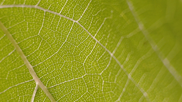 Green Leaf In Macro