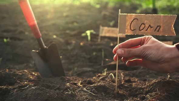 The Farmer Girl Marks The Plantation Field With The Name Of The Type Of Crops That Are Sown alt