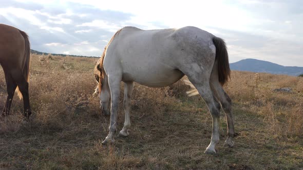 Two Horses Graze On The Dry Lawn 4 K Slow Motion alt
