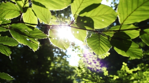 Leaf In The Sun 5 alt