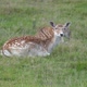 Deer resting in the grass - VideoHive Item for Sale