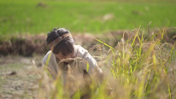 woman harvesting rice alt