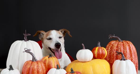 Funny Dog Sitting Amidst Pumpkins Black Background alt