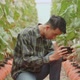 Asian Farmer Use Mobile Phone Taking Photo Of Melon In Greenhouse Melon Farm - VideoHive Item for Sale