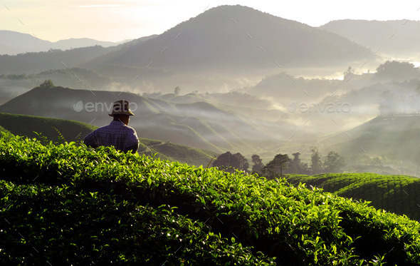 Farmer at Tea Plantation - Stock Photo - Images