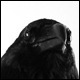 Raven Logo - VideoHive Item for Sale