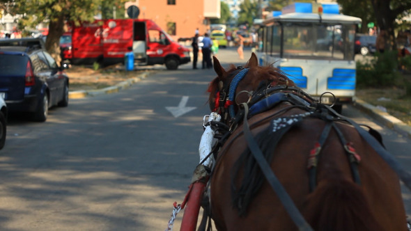 Horse Carriage Ride Through Town