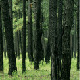 Green Forest - VideoHive Item for Sale