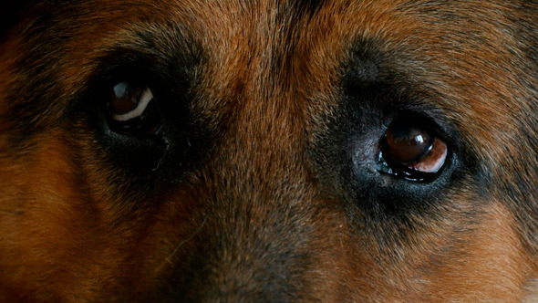 German Shepherd Eyes by UltraHDenis_new | VideoHive