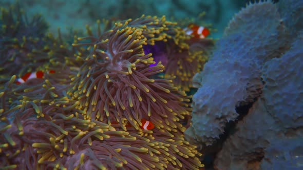 a purple anemone with some clown fish hiding in it. with the current its moving alt