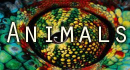 Animals
