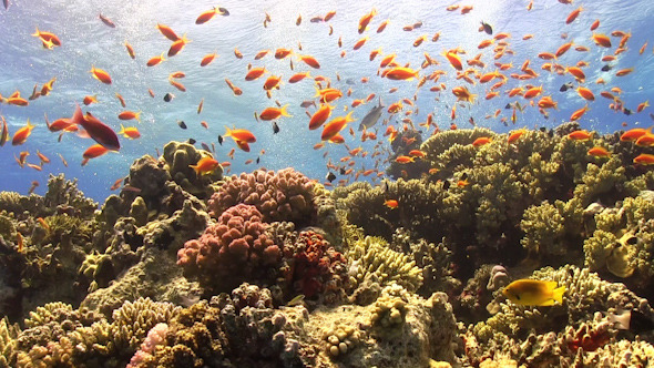 Colorful Fish on Vibrant Coral Reef 951, Stock Footage | VideoHive