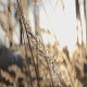 Field At Sunset - VideoHive Item for Sale