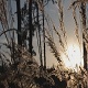 Field At Sunset - VideoHive Item for Sale