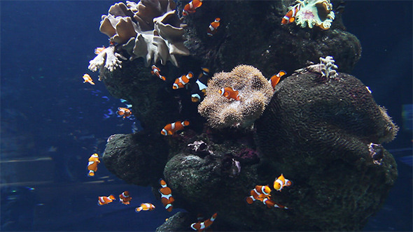Clown Fishes in Aquarium