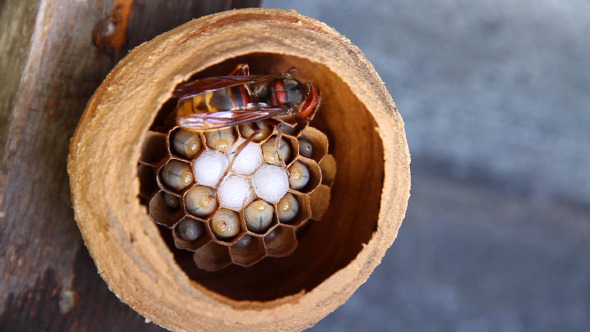 Hornet Feed Their Larvae