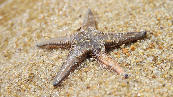 Live Starfish in Sand Beach