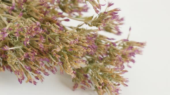 Shallow DOF common European centaury herbal plant   slow tilt 4K 2160p 30fps UltraHD footage - Dried alt