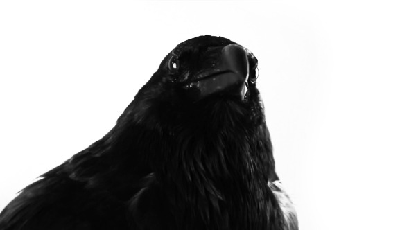 Raven Logo - VideoHive 8935710