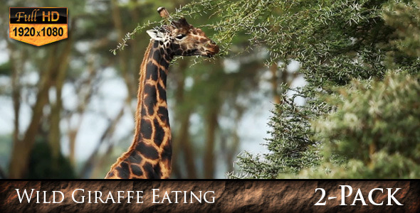 Wild Giraffe Eating