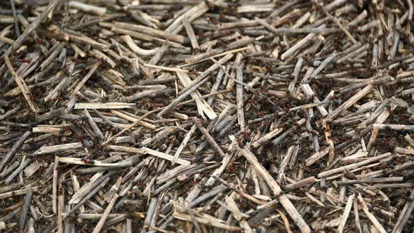 Macro. Ants in the busy anthill. Insects in the wild nature 4k footage alt