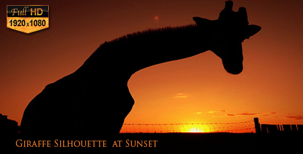 Giraffe Silhouette  at Sunset