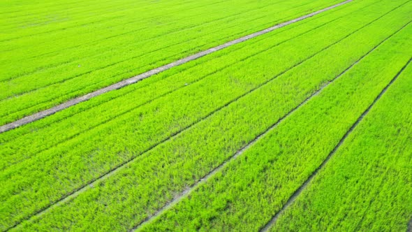 4K Aerial view of agriculture in rice fields for cultivation, Stock Footage